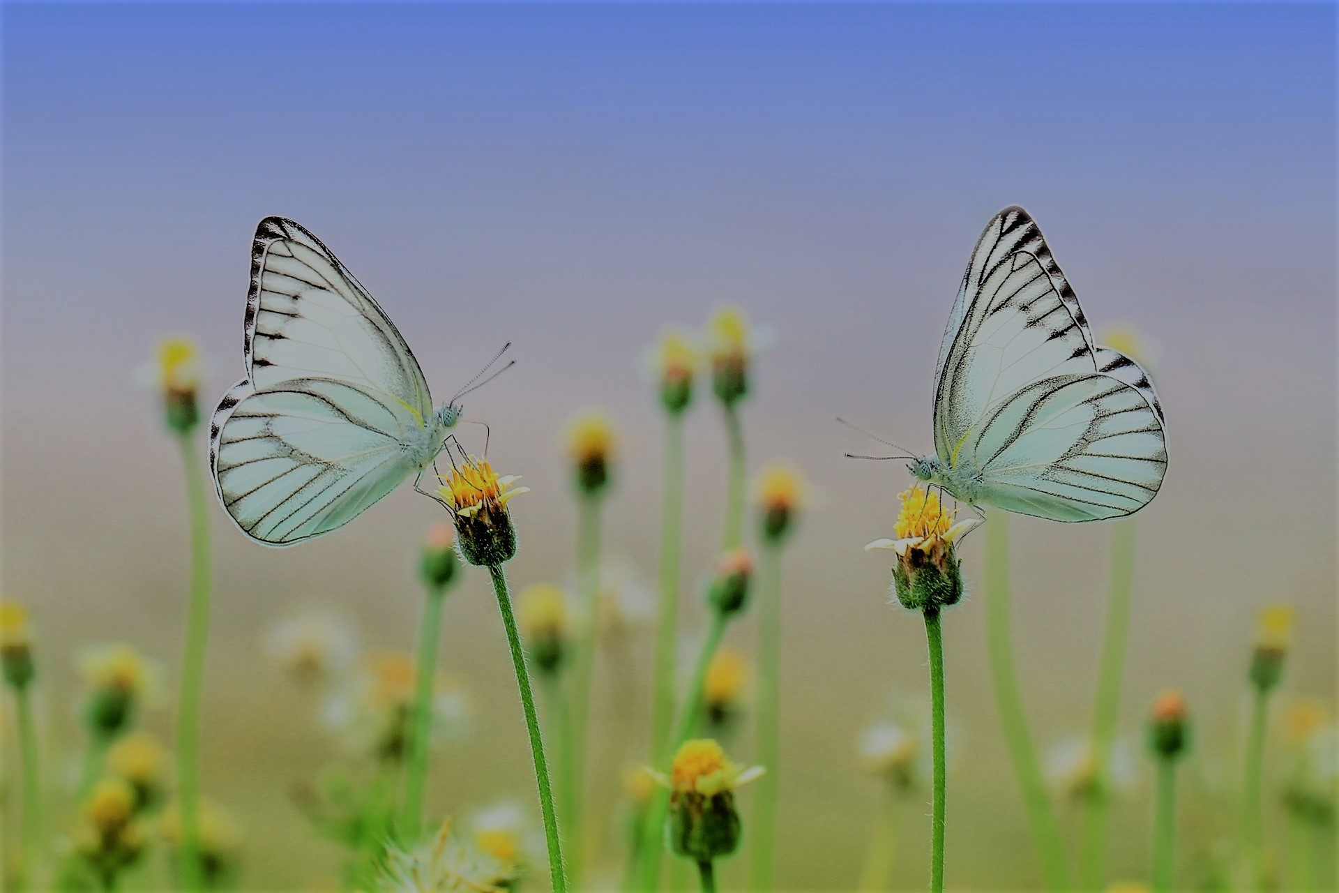 butterfly